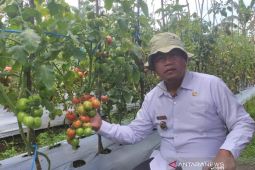 Distankan Rejang Lebong: 5 kecamatan sasaran program peremajaan sawit