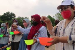Perhutani melepasliarkan ratusan tukik di Pantai Bama Baluran