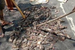 Hari ini, 700 lebih musuh petani Tapsel yang berhasil ditangkap mati