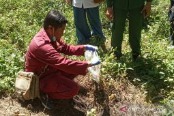 Tim gabungan ambil sampel babi hutan mati mendadak