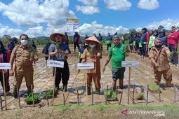 Sejarah! Padi Lokal Tapsel "Siporang" mulai ditangkarkan