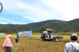 Pelatihan teknologi pascapanen mudahkan Petani Pasaman hingga produktivitas meningkat