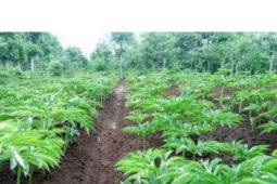Distan Kabupaten Tabalong targetkan pengembangan porang 250 hektare
