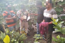 Polisi menangkap petani tanam pohon ganja