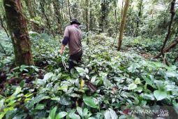 Jalur pendakian Gunung Kerinci via Solok diusulkan ditutup