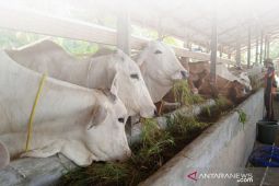 DPKH Kaltim salurkan seribu ekor sapi kepada kelompok tani
