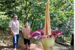 Bunga bangkai setinggi 2,8 meter mekar di Kepahiang Bengkulu