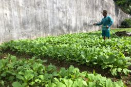 Warga binaan Lapas Narkotika hidup produktif dengan berkebun