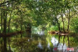 Gubernur Kaltim dan rombongan tanam 1.250 pohon