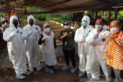 Serum konvalesen demam babi Afrika di Kalbar sebanyak 3.750 vial