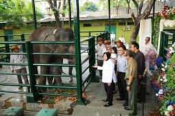 Anak gajah bernama "Dumbo" di Kebun Binatang Surabaya mati