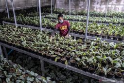 Ekspor tanaman hias Indonesia naik 69,7 persen Januari-September