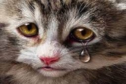 Polisi tahan tersangka penganiaya kucing