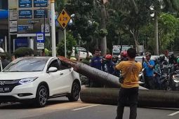 Pengendara motor meninggal akibat tertimpa pohon