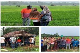 Tinjau realisasi KUR pertanian di Tapteng, Bupati turun langsung ke sawah