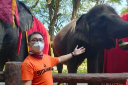 Anak gajah mati, PDTS Kebun Binatang Surabaya diminta berbenah