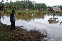 Luapan sungai Batang Toru Tapsel rendam persawahan petani Hutaraja