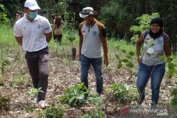 PLN UIW Babel Bantu Hijaukan Bukit Mangkol