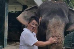 Hari Gajah Sedunia: Saatnya bergerak selamatkan Gajah Sumatera dari ambang kepunahan