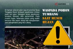 Waspada! Pohon tumbang di Lombok Tengah