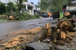 Hujan deras disertai angin kencang tumbangkan sejumlah pohon di Kota Malang