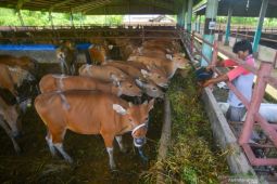 Kementan sebut puluhan ribu sapi indukan telah didatangkan ke Indonesia