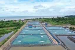 KKP revitalisasi tambak udang di Aceh Tamiang