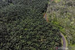 Perang opini dan realitas kelapa sawit Indonesia