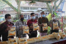 UMM luncurkan "profeed" bantu tingkatkan produktivitas peternak sapi