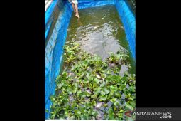 Bisa dicoba, pembenihan rakyat ikan gurami