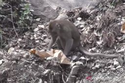 Dampak APG Gunung Semeru, puluhan ekor kera turun gunung