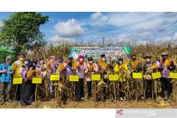 Pemkab Bangka Tengah siapkan 700 hektare lahan jagung pipil