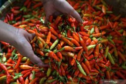 Harga cabai rawit di Bangka Belitung melejit hingga Rp150 ribu per kilogram