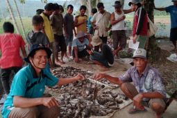 Petani Tapsel berakhir pekan dengan berburu tikus