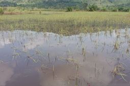 Sebagian lahan sawah petani Rianiate Tapsel masih terendam