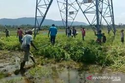 Kembali, ratusan hama tikus berhasil diburu petani Tapsel