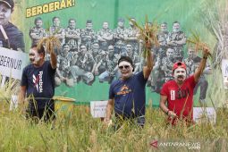 Gubernur Kalsel laksanakan panen padi di Kiram