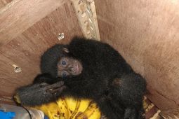 Penyelundupan kera siamang berhasil digagalkan