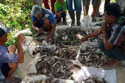 Lagi, seribuan hama tikus berhasil dibasmi petani Tapsel
