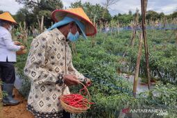 Harga cabai rawit di Kabupaten Belitung mencapai Rp150 ribu per kilogram