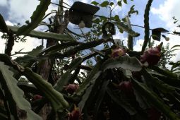 Listrik bikin bertani menjadi lebih produktif dan lebih efisien