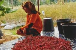 Harga cabai merah turun di Palas, petani terancam tidak balik modal