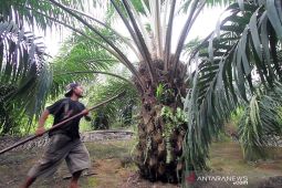 Dinas Peternakan dorong perusahaan sawit dukung sektor peternakan