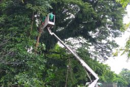 DLHK Denpasar antisipasi pohon tumbang saat musim hujan