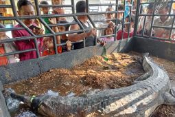 Sepekan berkeliaran, buaya berhasil diamankan warga