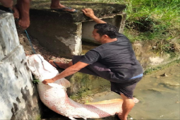 BKSDA cek penemuan ikan raksasa di lokasi banjir Aceh