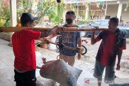 Petani kopra di Maluku Tenggara rasakan manfaat dari Tol Laut, jayalah para petani