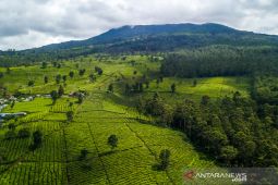Perkebunan teh terluas di Indonesia