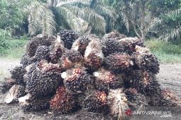 Harga pembelian TBS di Mukomuko naik Rp60/kilogram