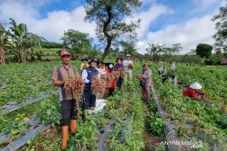 Budidaya tanaman bawang merah Rejang Lebong menjanjikan